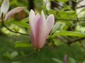 Magnolia blossoms in the park of a subtropical city. Pink magnolia petals on a branch on a sunny spring day against a Royalty Free Stock Photo