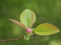 Magnolia blossoms in the park of a subtropical city. Pink magnolia petals on a branch on a sunny spring day against a Royalty Free Stock Photo