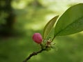 Magnolia blossoms in the park of a subtropical city. Pink magnolia petals on a branch on a sunny spring day against a Royalty Free Stock Photo