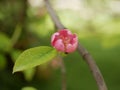 Magnolia blossoms in the park of a subtropical city. Pink magnolia petals on a branch on a sunny spring day against a Royalty Free Stock Photo