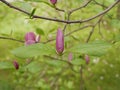 Magnolia blossoms in the park of a subtropical city. Pink magnolia petals on a branch on a sunny spring day against a Royalty Free Stock Photo