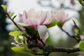 Magnolia Blossoms Flowers in spring Romania Royalty Free Stock Photo