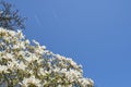 Magnolia blossoms white against the blue sky and two high-flying passenger planes, many large flowers during the Royalty Free Stock Photo