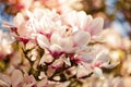 Magnolia Blossums Royalty Free Stock Photo