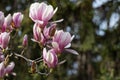 magnolia on a blurred background of green vegetation