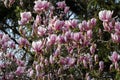 magnolia on a blurred background of green vegetation