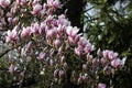 magnolia on a blurred background of green vegetation