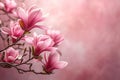 Magnolia branch with blooming pink flowers on soft pastel pink background with copy space Royalty Free Stock Photo