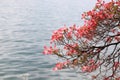 Magnolia branch on lake background.