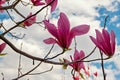 A magnolia branch with large blossoming pink flowers against a blue sky with white clouds Royalty Free Stock Photo