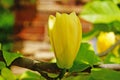Magnolia branch with large flowers with yellow petals and green leaves