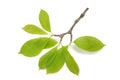 Magnolia branch with leaves