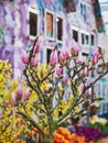 A magnolia branch with many buds on the background of a brightly painted Dutch-style house.