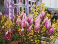 A magnolia branch with many buds on the background of a brightly painted Dutch-style house.