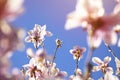 Magnolia branch, pink flowers close-up. Blooming, flowering tree brunches, romantic pastel colors, blue sky background. Royalty Free Stock Photo