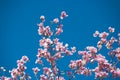 magnolia branch in sunny morning Royalty Free Stock Photo