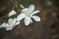 magnolia branch in sunny morning Royalty Free Stock Photo