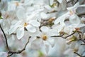 magnolia branch in sunny morning Royalty Free Stock Photo