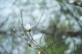 magnolia branch in sunny morning Royalty Free Stock Photo