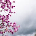 Magnolia branches framing a gray sky