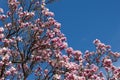 Magnolia branches spring flowers