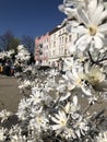 Magnolia in Bratislava