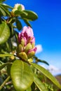 Magnolia Bud Royalty Free Stock Photo