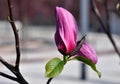 Magnolia bud blossom. Magnolia Susan, pink flowers Royalty Free Stock Photo