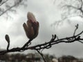 Magnolia bud on branch.background Royalty Free Stock Photo