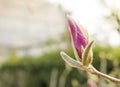 Magnolia bud close-up. Royalty Free Stock Photo