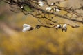 Magnolia bud close-up, selective focus, yellow background. Royalty Free Stock Photo