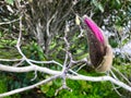 Magnolia bud. First bud on branch.