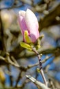 Magnolia bud flower Royalty Free Stock Photo