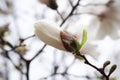 Magnolia bud on light blurred background. White closed flower on a dark stem. Royalty Free Stock Photo