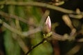 Magnolia bud opening, closeup - Magnolioideae Royalty Free Stock Photo