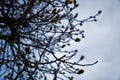 Magnolia bud, pink blossom tree flowers, close up branch, outdoor. Royalty Free Stock Photo