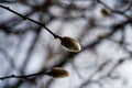 Magnolia bud, pink blossom tree flowers, close up branch, outdoor. Royalty Free Stock Photo