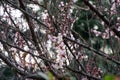 Magnolia bud, pink blossom tree flowers, close up branch, outdoor. Royalty Free Stock Photo