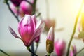 Magnolia bud, pink blossom tree flowers, close up branch, outdoor. Royalty Free Stock Photo