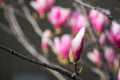 Magnolia bud, pink blossom tree flowers, close up branch, outdoor. Royalty Free Stock Photo