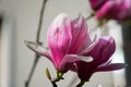 Magnolia bud, pink blossom tree flowers, close up branch, outdoor. Royalty Free Stock Photo