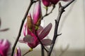 Magnolia bud, pink blossom tree flowers, close up branch, outdoor. Royalty Free Stock Photo