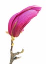 Magnolia bud Royalty Free Stock Photo