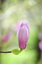 Magnolia bud Royalty Free Stock Photo