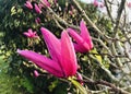 Magnolia bud about to blooming.