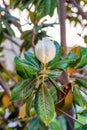 Magnolia bud on a tree in the garden. Flower shop or cosmetics banner. Natural beauty concept. Vertical photo, selective focus. Royalty Free Stock Photo