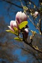 Magnolia Buds Royalty Free Stock Photo