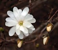 Magnolia and Buds