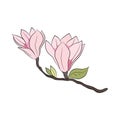 Magnolia buds on a branch. Pink magnolia flowers decor for invitations and cards
