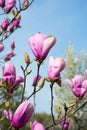 Magnolia buds. Branches of a magnolia Royalty Free Stock Photo